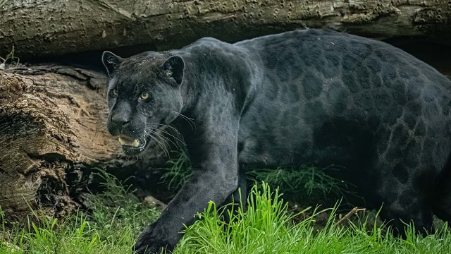 Are there big cats in the UK? A history of sightings, legends and when they have been confirmed in Britain