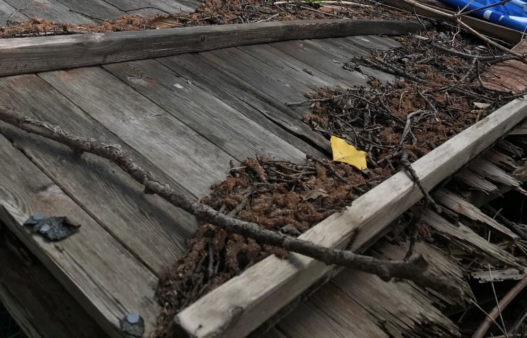 The Japanese Knotweed infestation is thought to have spread from a railway line behind Richard Pember's house and he first noticed it in 2016 when it began encroaching on his garden (Photo: supplied)