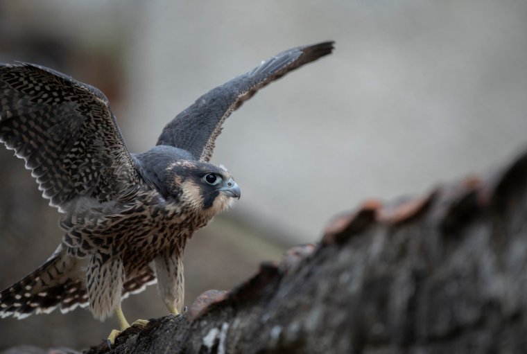 Peregrine falcon Falco peregrinus, youngster that found its way into a pub garden after fledging the nest of a nearby church, Northamptonshire, June Images from RSPB via Helen Moffat (Helen.Moffat@rspb.org.uk)