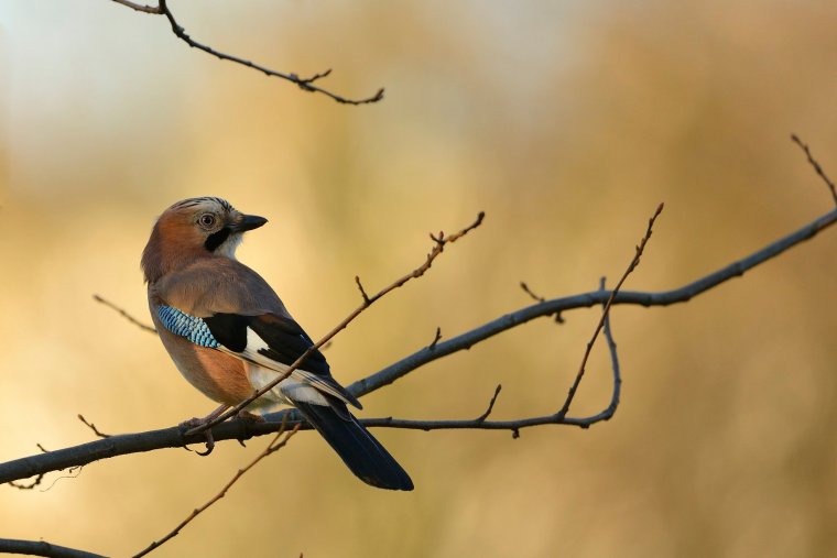 Eurasian jay Garrulus glandarius, adult perched in tree with low winter sunshine in background, Hyde Park, London, December Images from RSPB via Helen Moffat (Helen.Moffat@rspb.org.uk)