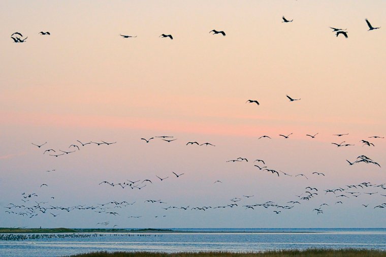 Common or Eurasian crane Grus grus, flock taking off from roost site in shallow Baltic Sea lagoon between Zingst peninsula and Grosser Werder island at sunrise, autumn migration period, Rugen-Bock-Region, Mecklenburg-Vorpommern, Germany Images from RSPB via Helen Moffat (Helen.Moffat@rspb.org.uk)