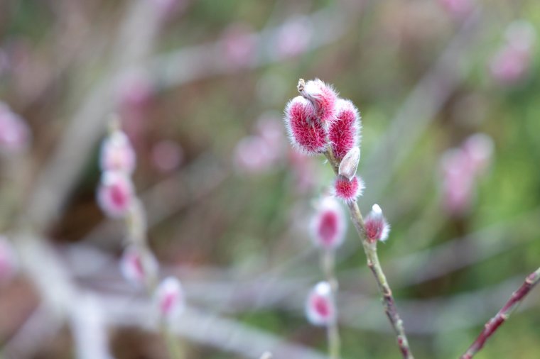 Gardening Autumn frosts Image supplied by RHS