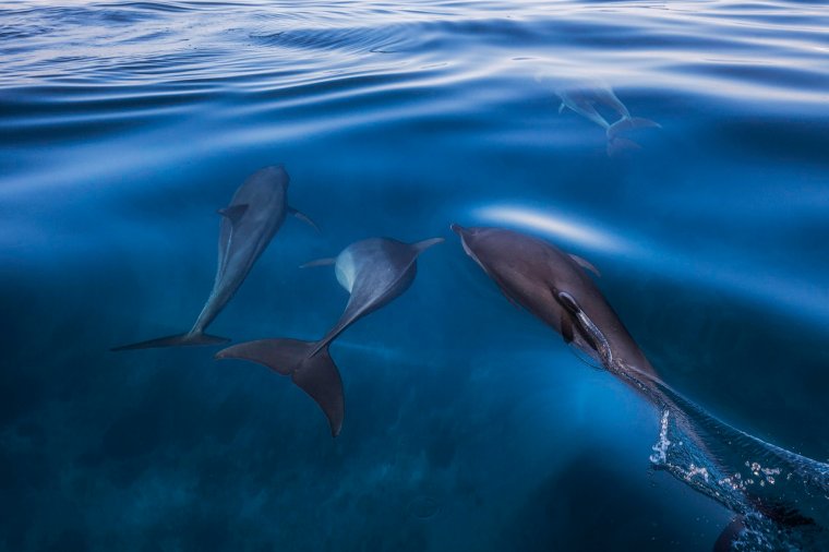 Visitors can go dolphin and whale spotting (Photo: Intrepid Travel)