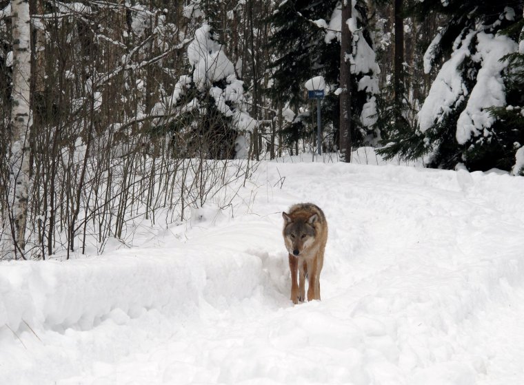 Tracking wild wolves Sweden Image supplied by Gina Backman Gina The images may only be used to promote WildSweden and our activities and tours, not for other purposes. The photographer?s name must be mentioned. The name of the photographer is in the file name. For images which does not have a name in the file name, just mention WildSweden as a byline.