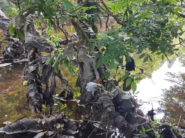 Wet wipes cover tree on the River Almond, in West Lothian, in 2021 (River Almond Action Group).