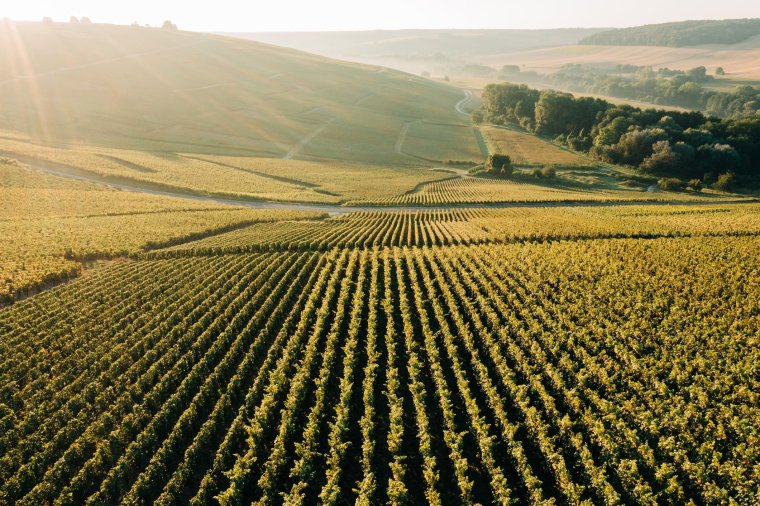 Crémant is made using the same methods as champagne, but outside of the champagne region (Photo: Karl Hendon/Getty)