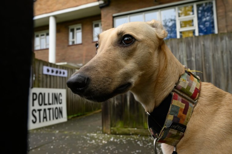 LONDON, ENGLAND - MAY 02: A dog is seen outside a polling station as people place their votes in the the London Mayoral election on May 02, 2024 in London, England. Polls have opened across 107 authorities in England where voters are set to determine the fate of nearly 2,700 council seats. (Photo by Leon Neal/Getty Images)