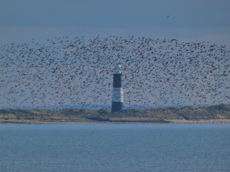 Birds - Waders over the Humber, 1st May 2023 (c) Harry Appleyard Emma Lusby