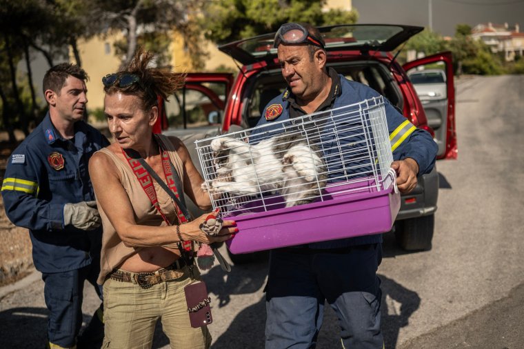 A local holds her cat in a cage as she evacuates with the help of firefighters during a wildfire in Dione on August 12, 2024. On August 12, 2024, Greece's civil protection authorities ordered the evacuation of several towns in the north-eastern suburbs of Athens, threatened by a violent fire that started the day before and is spreading. (Photo by Angelos TZORTZINIS / AFP) (Photo by ANGELOS TZORTZINIS/AFP via Getty Images)