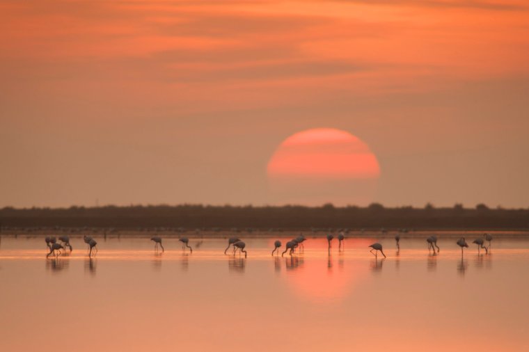 Flamingos at sunrise in Ebro delta