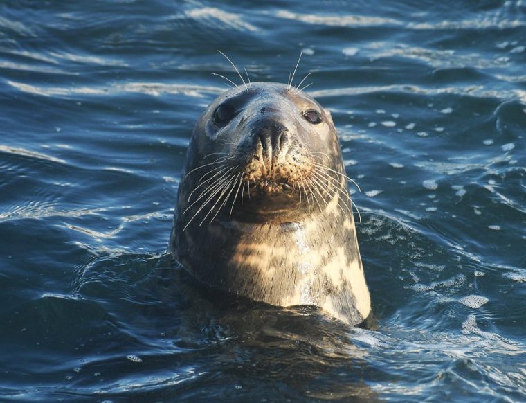 Seals are known as "selkies" in local mythology (Photo: Jonathan Ford)