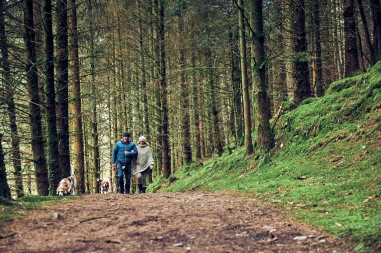 Brechfa Forest, Carmarthenshire, Wales Provided by claire@traveltonic.co.uk