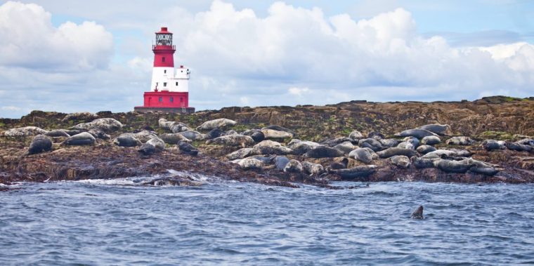 "Longstone Island, one of the Farne Islands off the coast of Northumbria, north-east England, showing many Atlantic or Grey Seals"