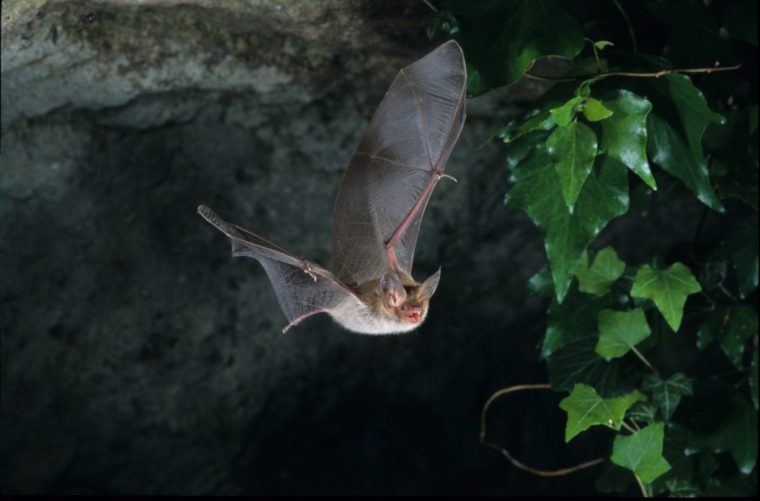 Bechstein Bat Myotis bechsteini