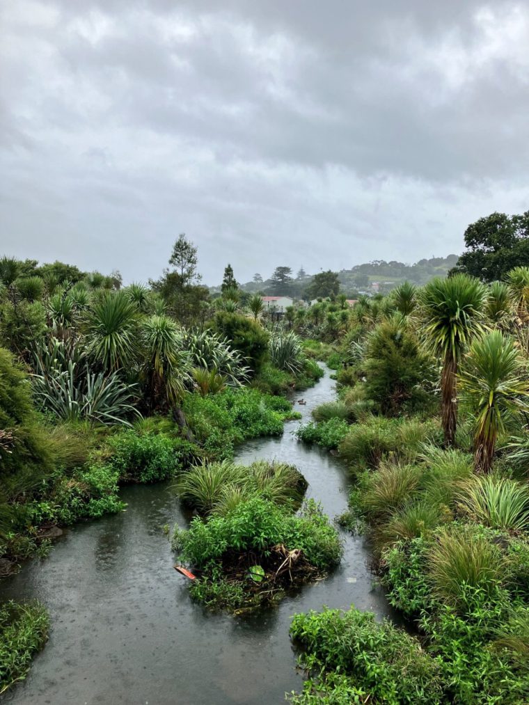 Te Auaunga Oakley Creek, Auckland?? Photo Credit: Julie Fairey? Image supplied via Gavin Haines