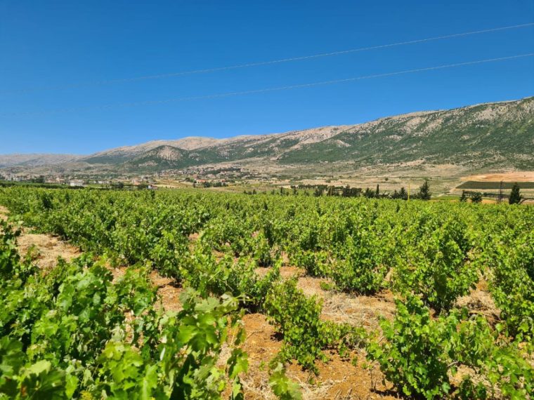 Chateau Musar in Lebanon's famous grape growing region, the Bekaa valley (PHOTO: Chateau Musar/Tarek Sakr)