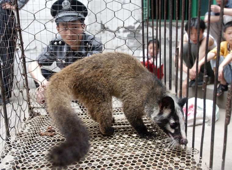 A palm civet cat, captured by a farmer in Wuhan