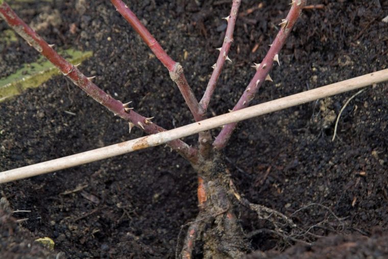 A close up of planting a rose in Winter - getting the level. Image via Guy Barter