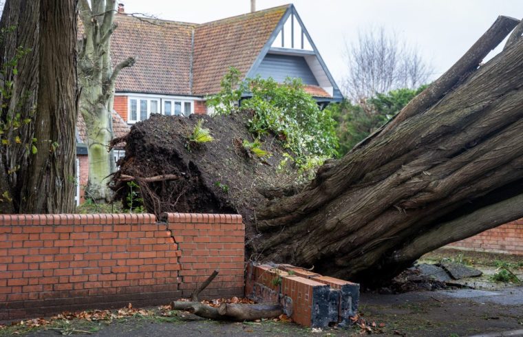 BURNHAM-ON-SEA, ENGLAND - DECEMBER 7: Houses over look a tree that was uprooted and blown over by the stong winds last night in a residential street on December 7, 2024 in Burnham-on-Sea, England. Burnham-on-Sea was hit by winds gusting up to 75mph last night, with a rare red weather warning for wind issued by the UK's Met Office with a amber warning remaining in place.London Royal Parks and the festive attraction Winter Wonderland are closed today as Storm Darragh brings gusting winds up to 80mph and heavy rain through the weekend. (Photo by Anna Barclay/Getty Images)