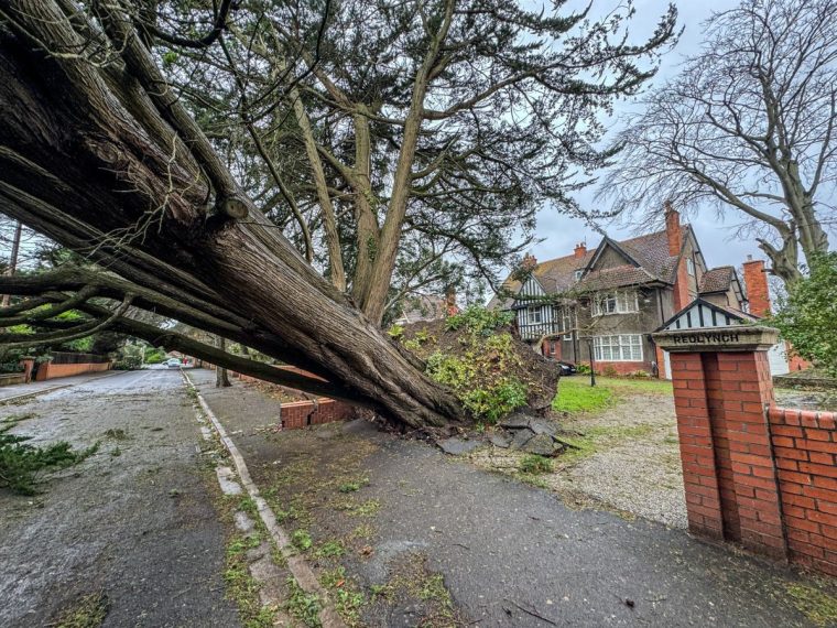 BURNHAM-ON-SEA, ENGLAND - DECEMBER 7: Houses over look a tree that was uprooted and blown over by the stong winds last night in a residential street on December 7, 2024 in Burnham-on-Sea, England. Burnham-on-Sea was hit by winds gusting up to 75mph last night, with a rare red weather warning for wind issued by the UK's Met Office with a amber warning remaining in place.London Royal Parks and the festive attraction Winter Wonderland are closed today as Storm Darragh brings gusting winds up to 80mph and heavy rain through the weekend. (Photo by Anna Barclay/Getty Images)