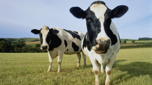 People are right to pour milk away – but they’re doing it for the wrong reasons