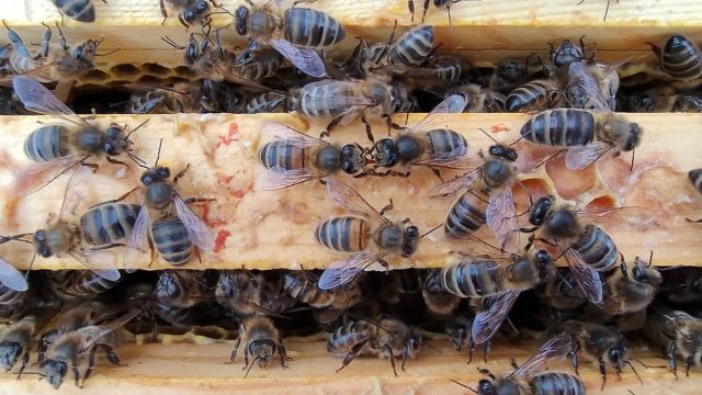 The good news about bees: Why they’re returning to British gardens