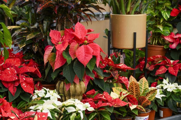 RHS Garden Wisley - Poinsettia in the Plant Centre Image via Guy Barter