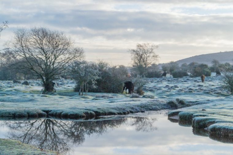 Frosty reflections, New Forest, UK