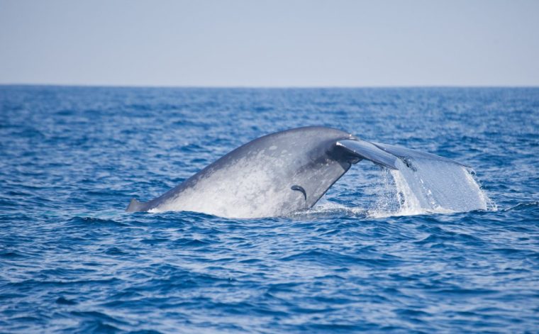 The fluke of a Blue Whale