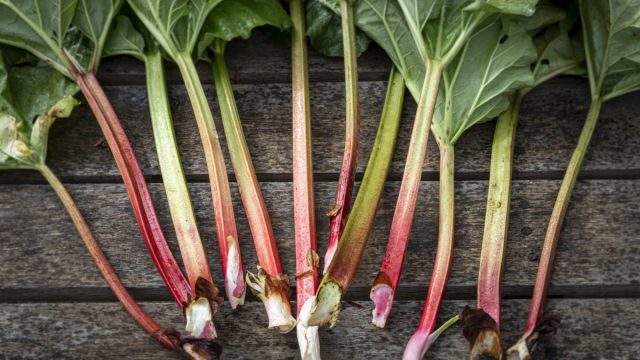 How to grow rhubarb, one of the garden’s easiest plants