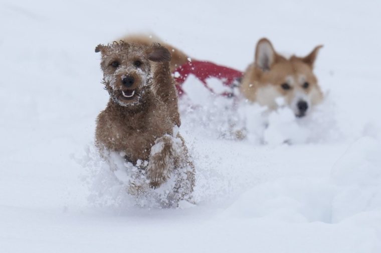 Dogs, Ziggy (left) and Digby play in the snow in Studley Royal park in North Yorkshire. Heavy overnight snow is causing disruption across the UK as the cold start to the new year continues. Picture date: Sunday January 5, 2025. PA Photo. Two amber weather warnings from the Met Office have been put in place in England and Wales, with 3cm to 7cm of snowfall predicted for much of the affected area, mixing with rain at times in lower-lying areas. The Met Office said Bingley, West Yorkshire, had seen 12cm of snow up to 7am on Sunday, with Shap in Cumbria and Capel Curig, Gwynedd, both seeing 10cm. One amber warning for snow and freezing rain, which covers much of Wales and the Midlands as far north as Manchester, is in place until midday on Sunday. See PA story WEATHER Winter. Photo credit should read: Danny Lawson/PA Wire