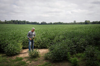 Rich Piar farms soybeans in Knox County, Ohio. The solar project he hopes will be built on his land. Credit: Sarahbeth Maney/ProPublica