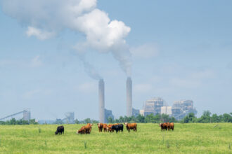 Emissions billow from two stacks at the power plant in the background while cows graze on grass in the foreground