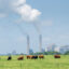 Emissions billow from two stacks at the power plant in the background while cows graze on grass in the foreground