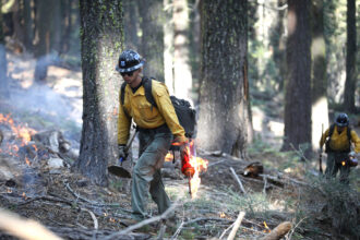 Wildland firefighters conduct a prescribed burn in the Stanislaus-Tuolumne Experimental Forest near Pinecrest, Calif. Credit: Andrew Avitt/USDA Forest Service