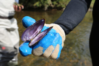 A close-up photo of the mussel, shell open, is shown in the gloved hand of the biologist with water in the background