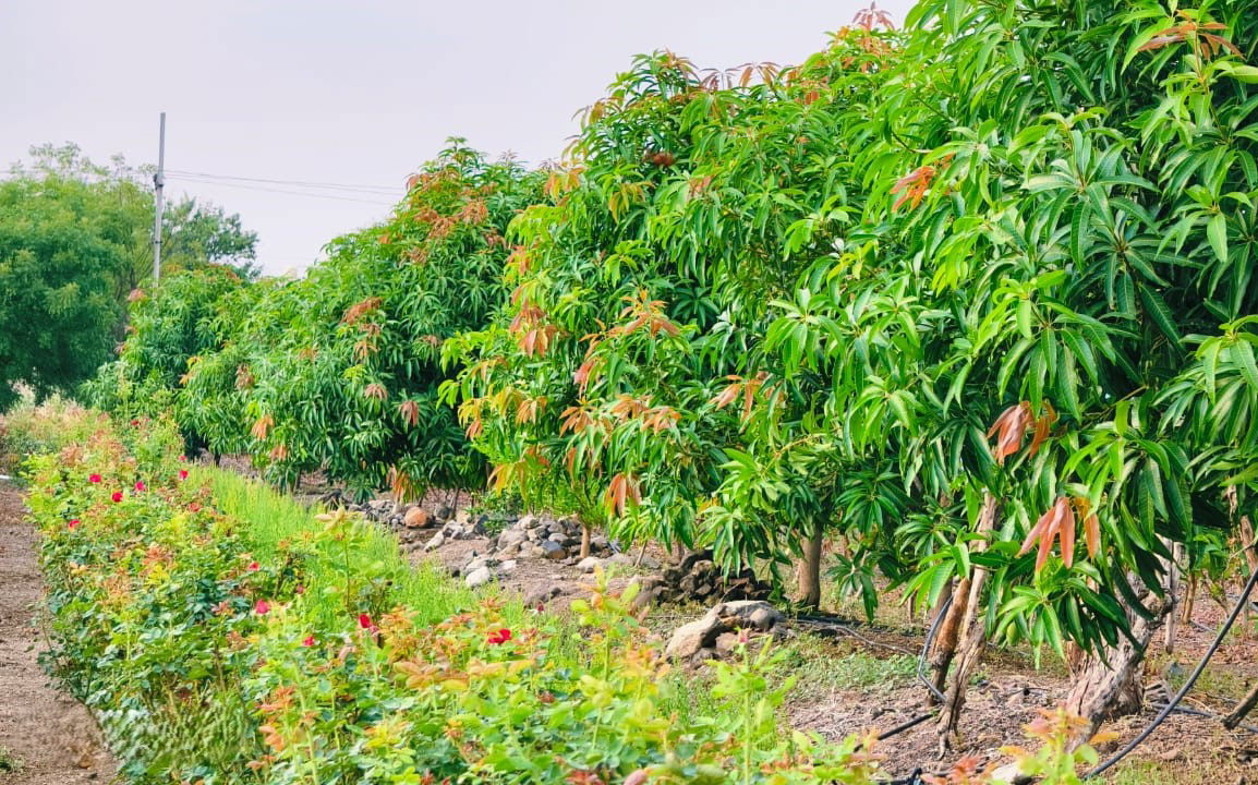 Mango orchard of Vishal Male