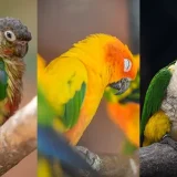 中型インコ 人気の３種類を比較。特徴や共通点を知ってお迎え準備をしよう！