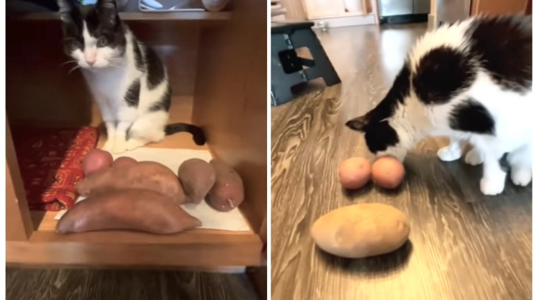 Cat Loves Potatoes