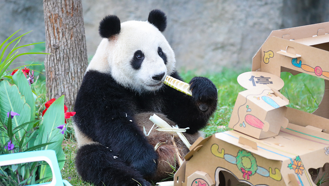 上海野生動物園