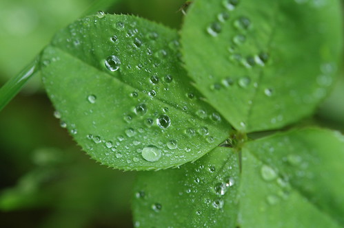 20090506 Four Leaf Clover 018 | by cygnus921