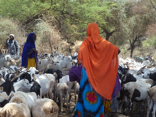 Boran women with flock of sheep and goats, Garba Tulla, Kenya | by International Livestock Research Institute