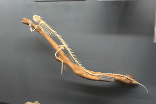 Museum of Osteology - Common Iguana Skeleton