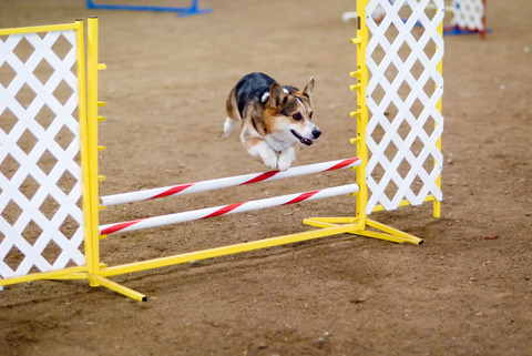 Pembroke_Welsh_Corgi_agility_Up