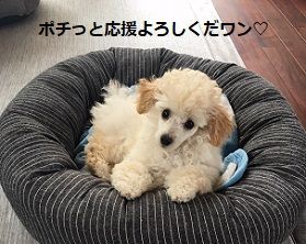 おうえんポチ