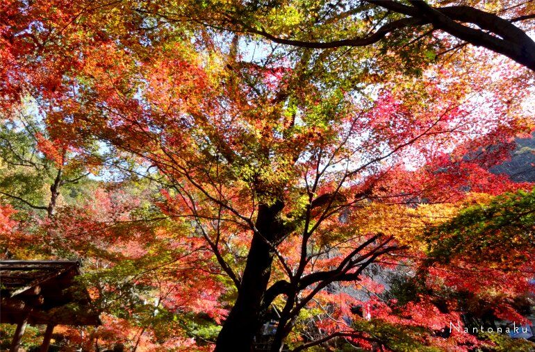 岐阜県 金華山 岐阜公園