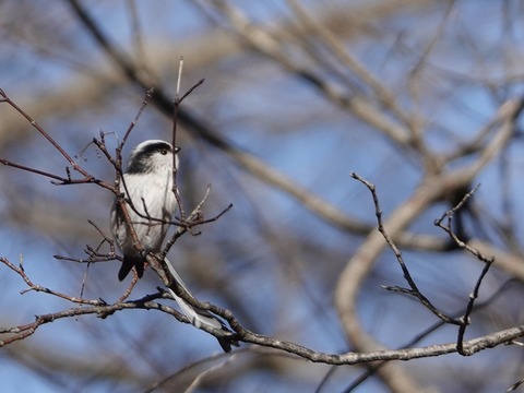 DSC02993のコピー