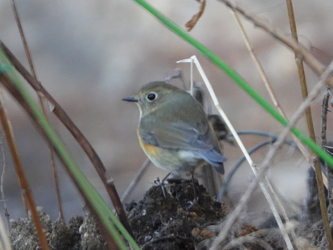 DSC02660のコピー