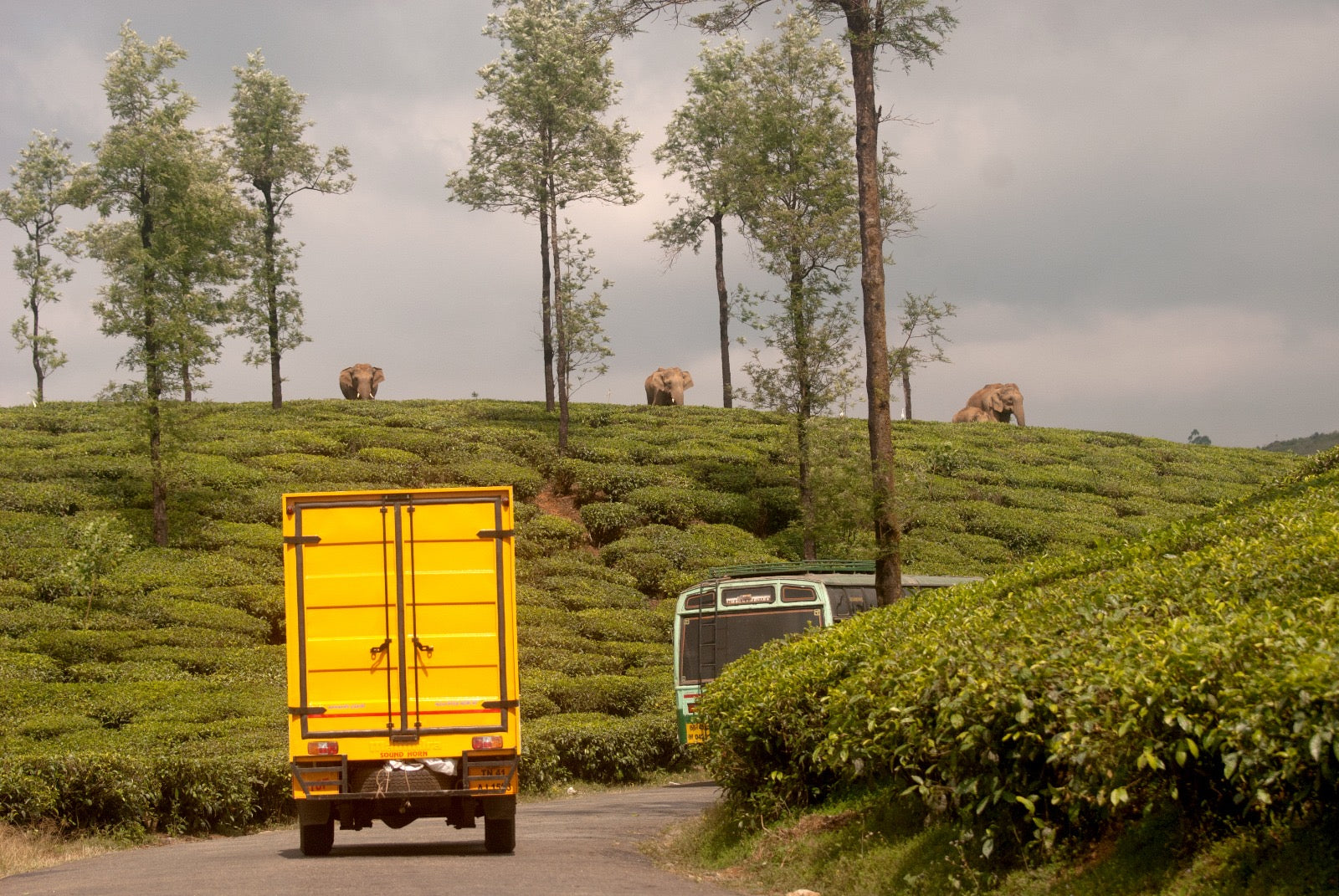 the great elephant migration project