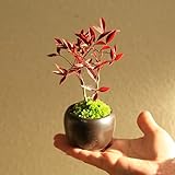 プチ盆栽：南天* 苔付き 丸陶器鉢 bonsai